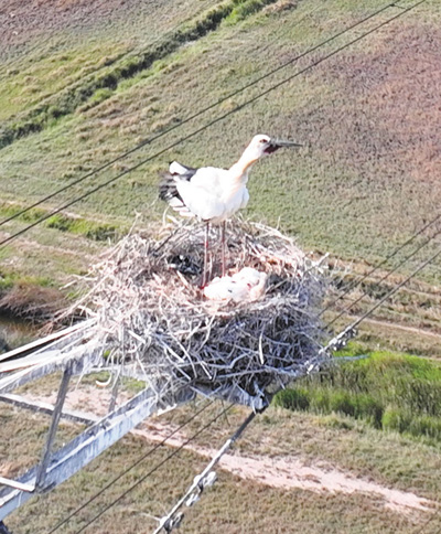 爱鸟护鸟和谐共生