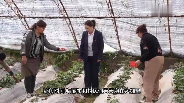 天山南北·生如胡杨丨帕米尔高原上的“彩椒书记”：“95后”村支书的富民兴疆路