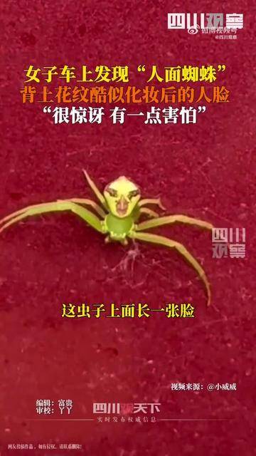 女子在车上发现“人脸蜘蛛”，专家：毒性很小，没有咬人的报道