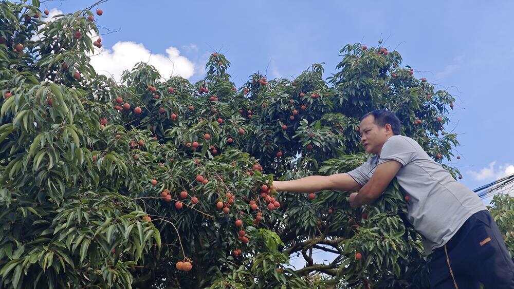 广州从化荔枝“变形记”！7万棵低效荔枝树实现“高接换种”