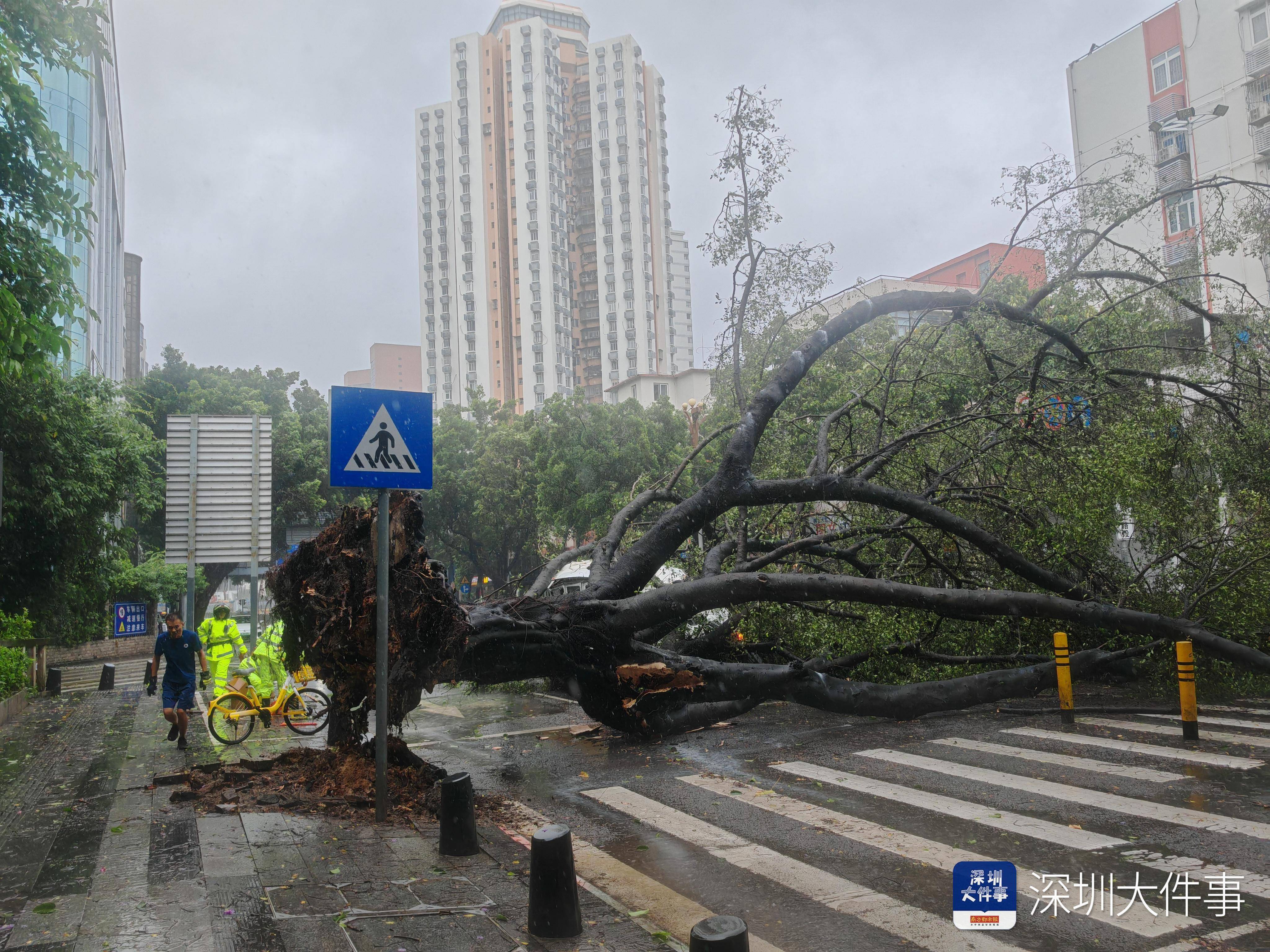 台风“韦帕”致树木压车一人被困，罗湖消防风雨中破窗救援