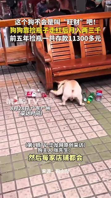 没有一口狗粮是白吃的！广州5岁半小狗捡瓶5年攒下万元存款
