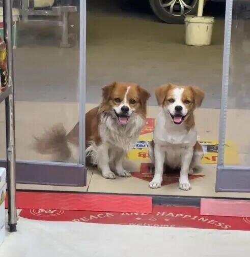 一对流浪狗到商店乞食 生下小狗“托付”给店老板照顾