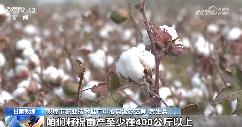棉花白、油茶红、玉米黄……广袤田野收获忙绘就一派好“丰”光