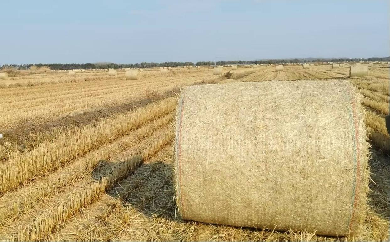 佳木斯市郊区：秸秆打包离田“变废为宝”