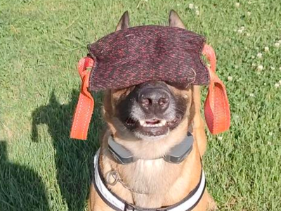 汪汪队立大功！废墟搜救全国冠军犬“三丰”：爱吃鸡腿的“工作狂”丨封面头条