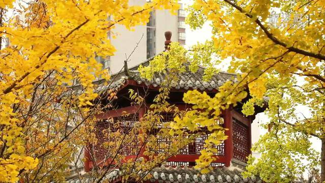 贵州桐梓：初冬杏叶黄 满城尽染“金色”