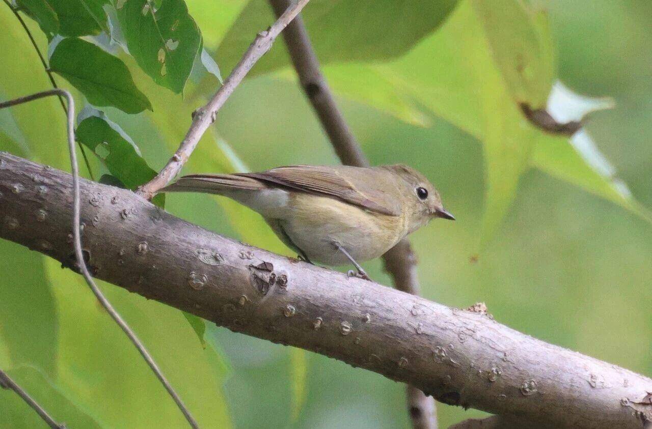武汉发现锈胸蓝姬鹟 江城鸟类记录已达480种