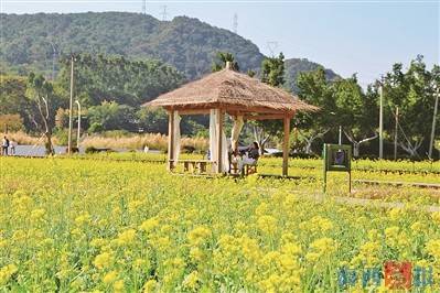 15亩油菜花海“上线”