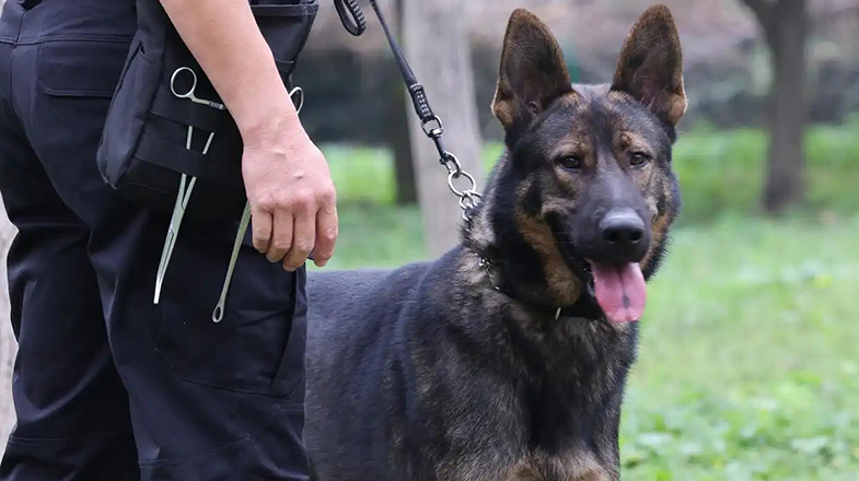 中国警犬中的“六边形战士” 昆明犬是如何炼成的？