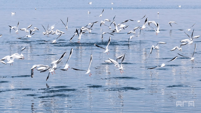 河南淅川：碧水映鸥鸟 生态引客来