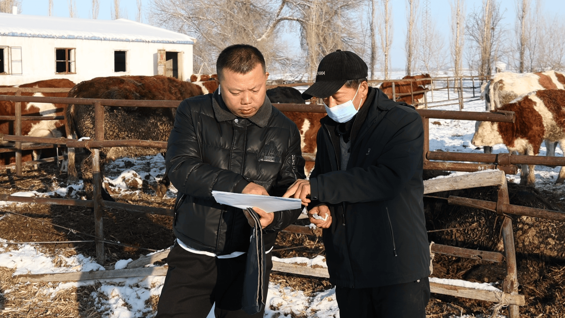 吉木萨尔：1327万元补贴资金护航畜牧业高质量发展