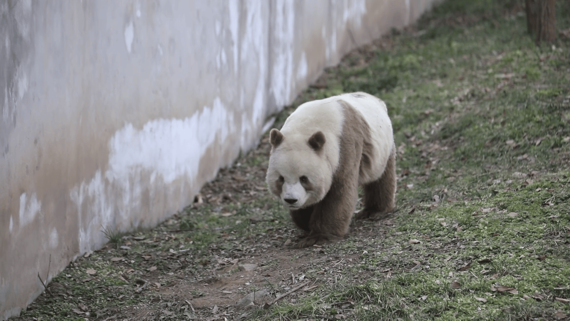 棕色大熊猫享受冬日时光