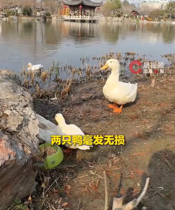极目锐评丨返乡过年把宠物鸭留公园放养，别把弃养说得清新脱俗