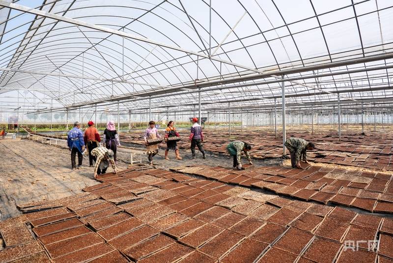 瞰江西！抢抓农时育秧忙