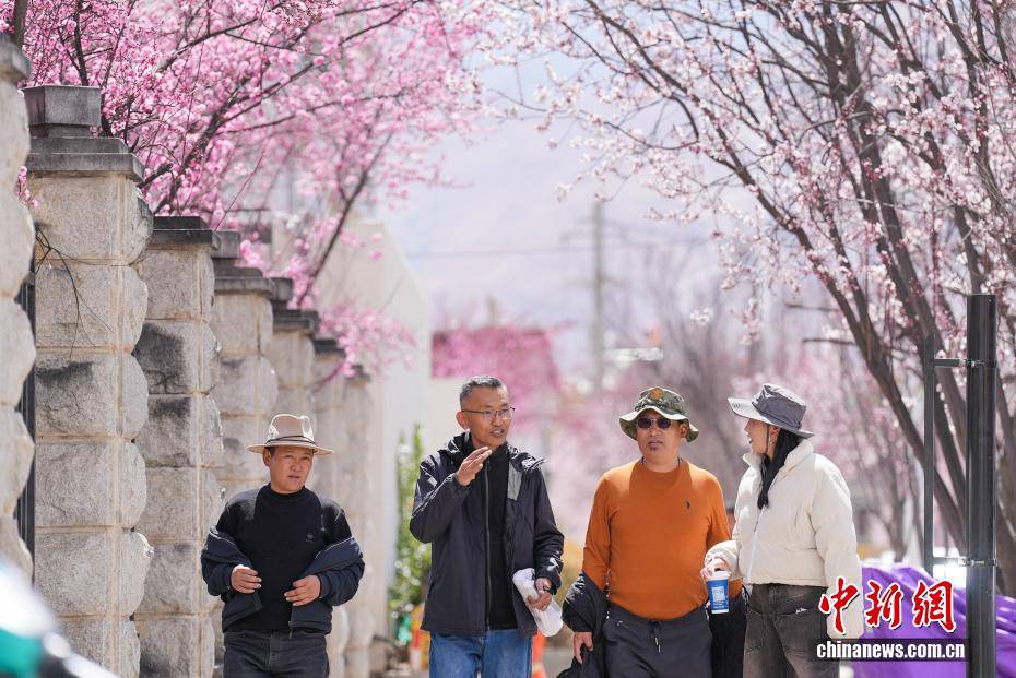 拉萨街头春意盎然